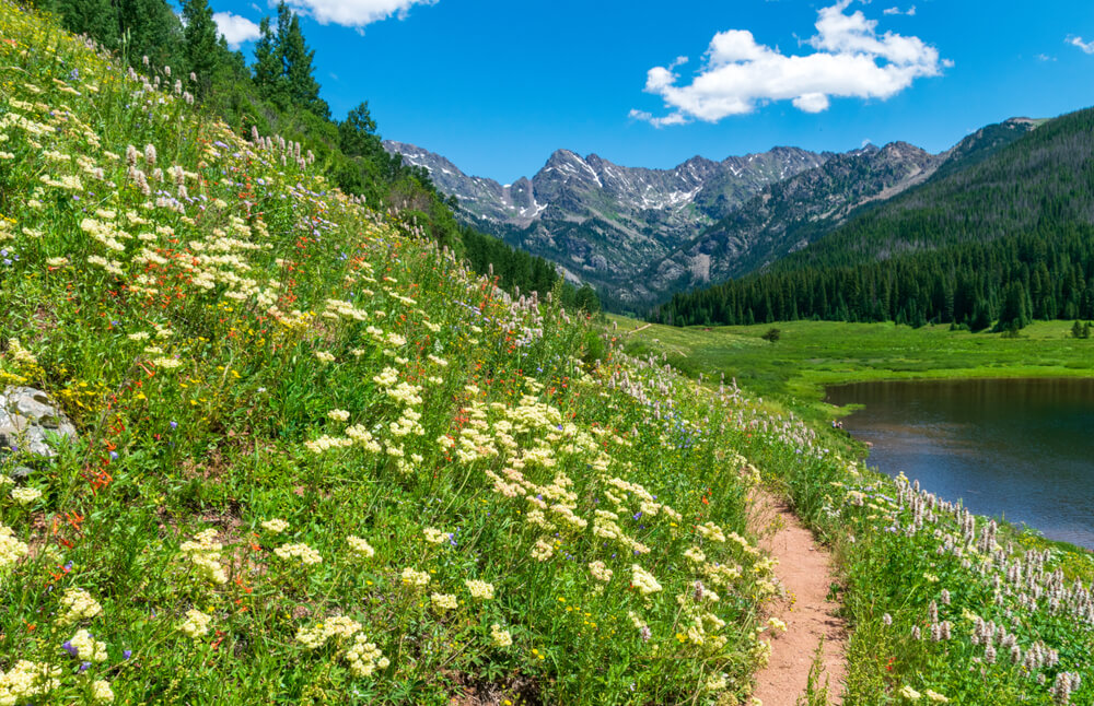 Photo of meadow and mountain views on the hiking trails in Vail