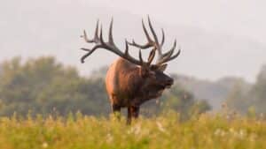 rocky mountain elk in a field, one of the most common wildlife in Colorado
