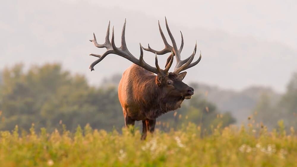 rocky mountain elk in a field, one of the most common wildlife in Colorado